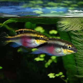 АКВАРИУМИСТИКА ЧАТ