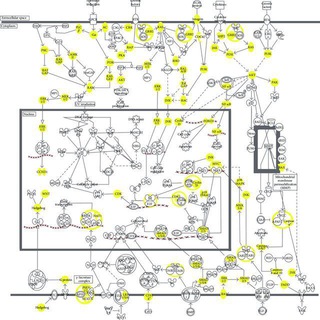 ОЧЕРКИ ФУНДАМЕНТАЛЬНОЙ ОНКОЛОГИИ