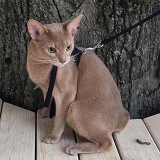 КОТИКИ НОВОЙ БОРОВОЙ