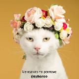 КАНАЛ С КОТАМИ, КОТИКАМИ, КОТЭ