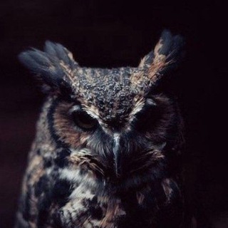 ШКОЛА ВИКТОРИИ МОМОТОВОЙ