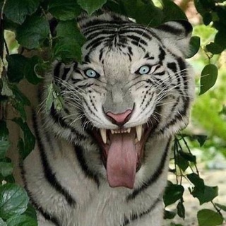 ЖИЗНЬ НА ЗЕМЛЕ