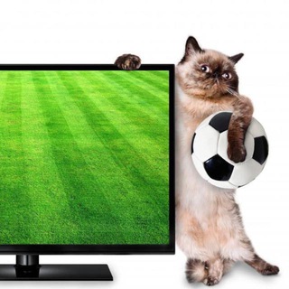 ЧЕМПИОНАТ ДАМИРА