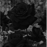 BLVCK ROSE