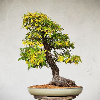 МАСТЕРСКАЯ БОНСАЙ И НИВАКИ