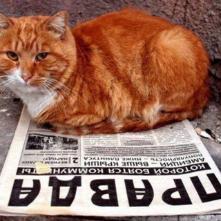 ПРАВДА И КОТИКИ.