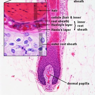ТРИХОЛОГ РОМАНОВА О ЗДОРОВЬЕ ВОЛОС | @DR.YULIA_ROMANOVA