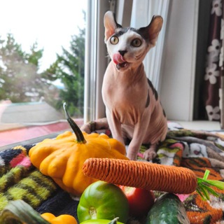  ЛЮБИТЕЛИ СФИНКСОВ 