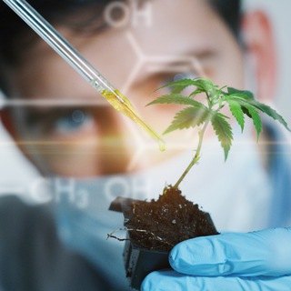 CANNACOR OFFICIAL GROUP