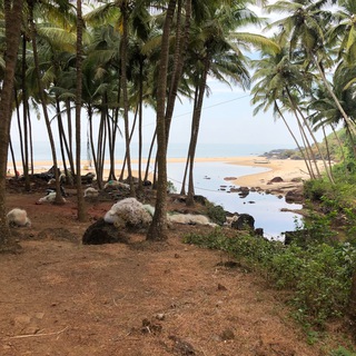 GOA | ГОАНСКИЕ ГРУППЫ