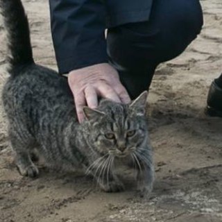 КОТ «ИВАНЫЧ»