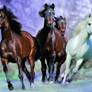 ҚЫЗЫЛҚОҒА БАЗАРЫ