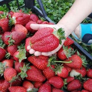 О ЖИЗНИ НА КУБАНИ. УЛЬЯНА