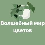 ВОЛШЕБНЫЙ МИР ЦВЕТОВ