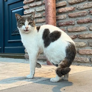 КОТЫ ТБИЛИСИ