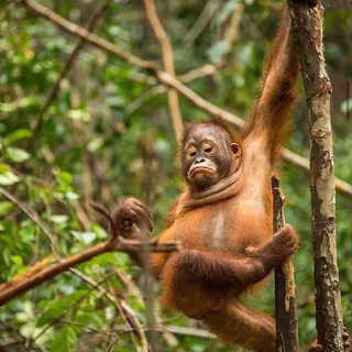 СОЧНЫЕ ОБЕЗЬЯНЫ 18+