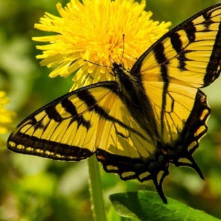 БАНАО (БАБОЧКА НА ОДУВАНЧИКЕ)