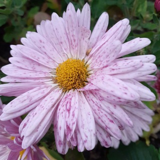 ПОСУДАЧИМ ОБ ОГОРОДЕ