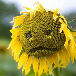 КУБАНСКАЯ ЖУРНАЛИСТИКА (TM)