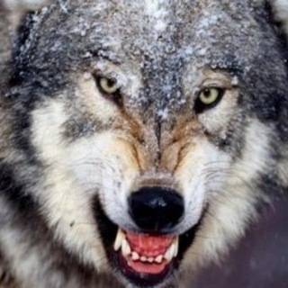 ВОЛНЫ ВУЛЬФА