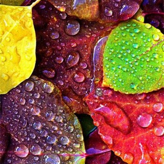 ФИКХ (AHLULHADIS.COM)