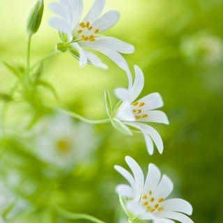 ПОМОЩНИК РУСОВЕДА