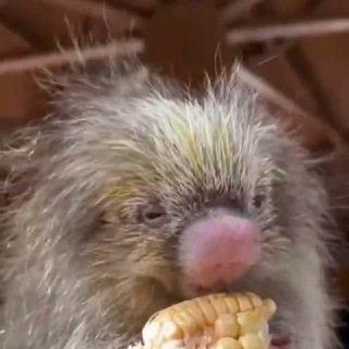 НЕОПОСТЩИТПОСТ  НПЩ  #ДЕКАРГОИЗАЦИЯ