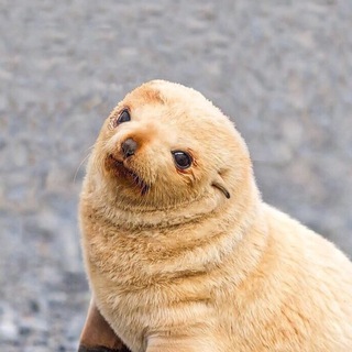 КАК ВЫГЛЯДЯТ ЖИВОТНЫЕ