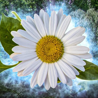 ЦВЕТОЧНИЦА