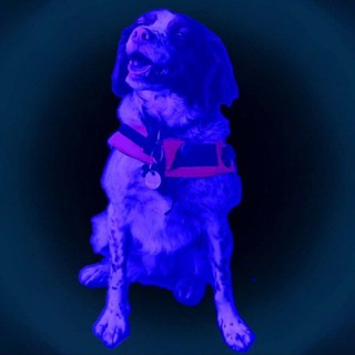 КАМОРКА УЛИЧНЫХ МУЗЫКАНТОВ