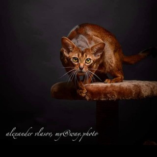 АБИССИНСКИЕ КОШКИ В МОСКВЕ