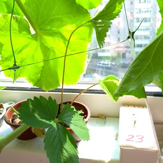 ГИДРОПОНИКА (ДОКУМЕНТАЦИЯ)