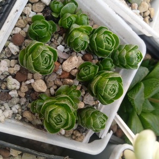 ИРИНА ЦВЕТОК