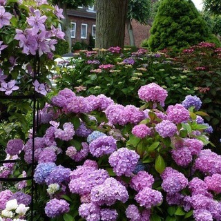 ФАБРИКА КЛЕМАТИСОВ И ГОРТЕНЗИЙ / MY_FLOWERS_IVANOVO