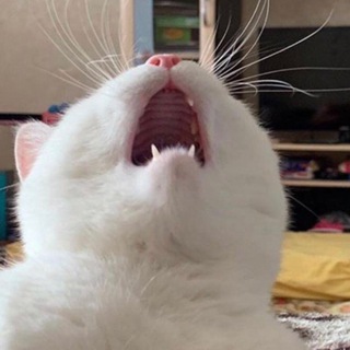 БОРОДАТЫЕ ДВИЖЕНИЯ