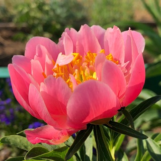 САД МЕЧТЫ ЯКУТСК