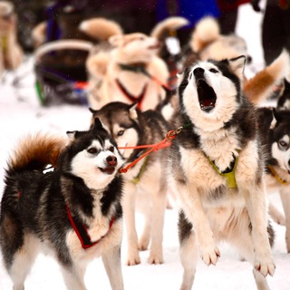 ХАСКИДЕРЕВНЯ «РУЗСКАЯ АЛЯСКА»