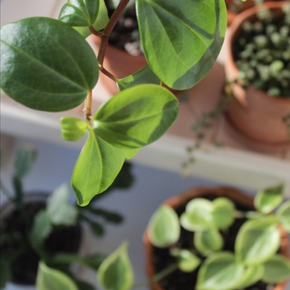 PLANTS_MOMSTER  О РАСТЕНИЯХ