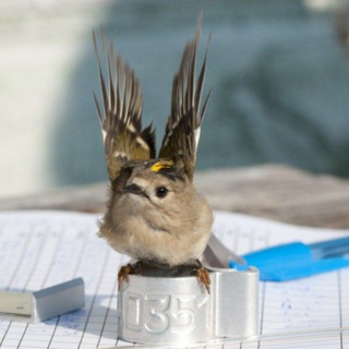 ЛАДОЖСКАЯ ОРНИТОЛОГИЧЕСКАЯ СТАНЦИЯ (ЛОС)