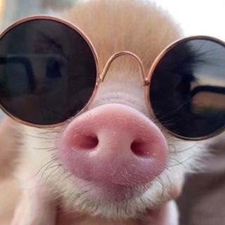 СЛАДКИЕ РЫЛЬЦА