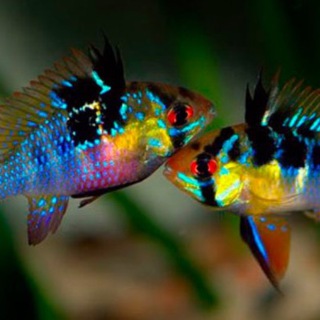 АКВАРИУМНЫЕ РЫБКИ