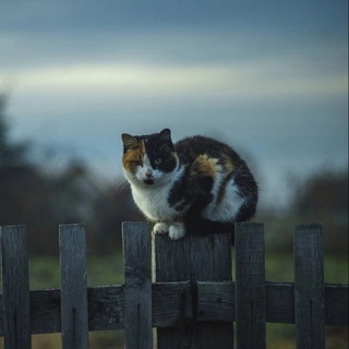 КОТЫ УЕХАЛИ ЖИТЬ В ДЕРЕВНЮ