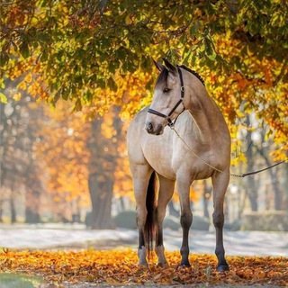 ЛОШАДИФОТО/ВИДЕО