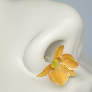 НОЗДРИ ГОЛОВАНОВОЙ