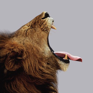 ЯЗЫК БЕЗ КОСТЕЙ