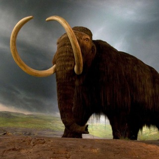 МАМОНТЫ ВСЕГДА ЕСТЬ!!