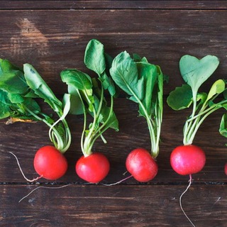 RЕДИСКА(РАЦИОНЫ,ПП,РЕЦЕПТЫ)