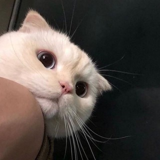 CATS | MEOW КОТИКИ