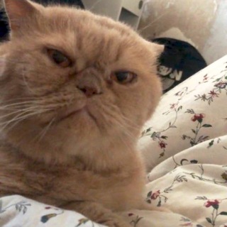 ДОМ ПРЕСТАРЕЛЫХ АУТИСТОВ И ПРЕКРАСНЫХ АУСТОВ