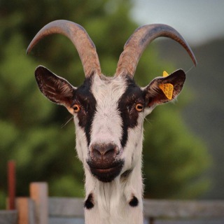 НОЕВ КОВЧЕГ